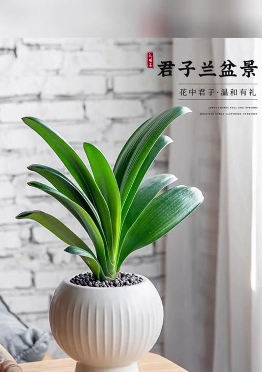 圆头和尚君子兰价格为何较高？它的特殊之处在哪里？