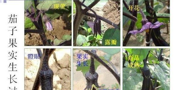 棒茄栽培技术有哪些？