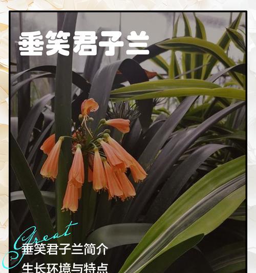 君子兰开花的条件和特征是什么？