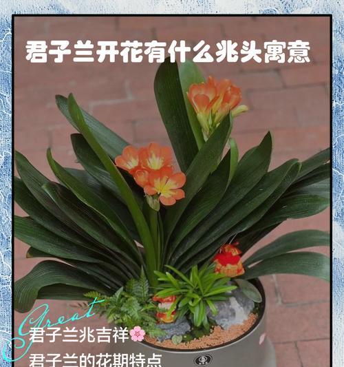 君子兰开花的条件和特征是什么？