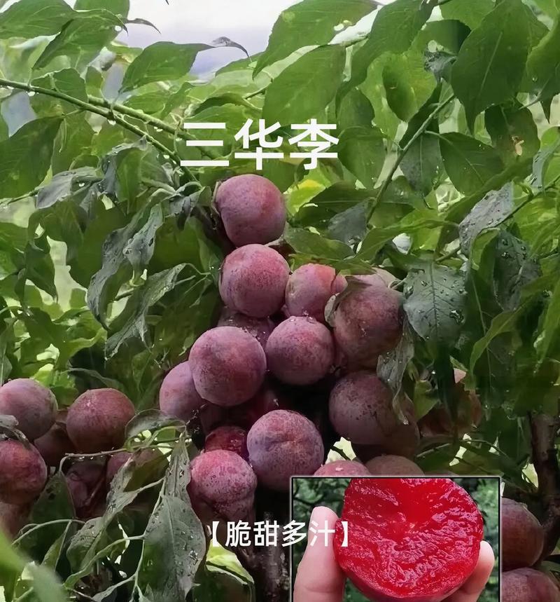 如何自制水果树苗肥料配方？有哪些步骤和材料？