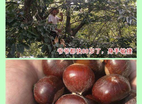如何自制水果树苗肥料配方？有哪些步骤和材料？
