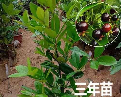 如何自制水果树苗肥料配方？有哪些步骤和材料？
