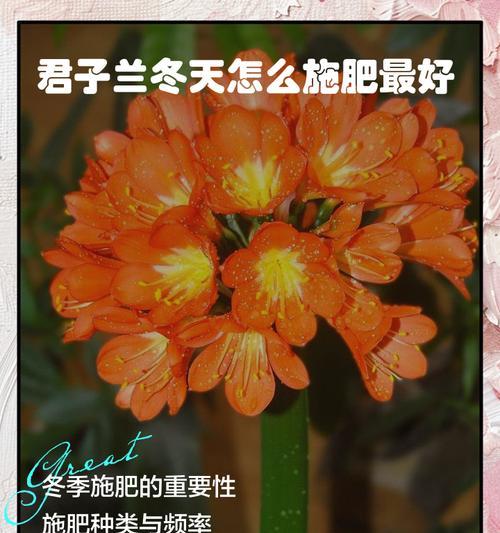 君子兰不拔剑是缺什么肥？如何正确施肥？