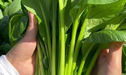 小菘菜的最佳播种时间是什么时候？播种时应注意什么？
