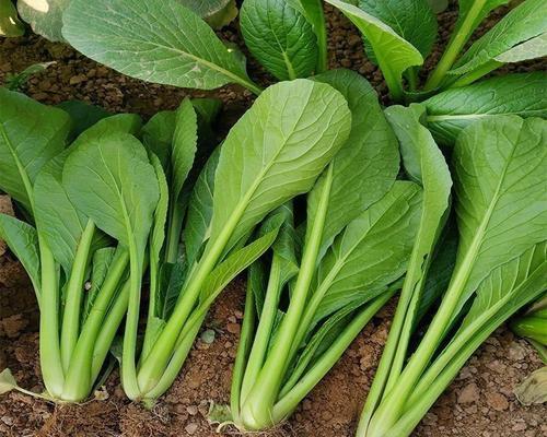 小菘菜的最佳播种时间是什么时候？播种时应注意什么？