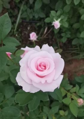 高架接月季花的正确方法是什么？接穗后如何管理？