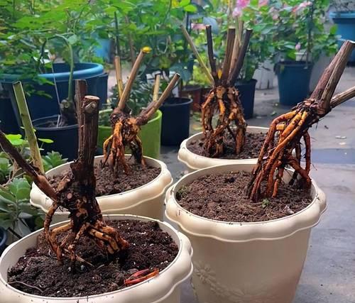 高架接月季花的正确方法是什么？接穗后如何管理？