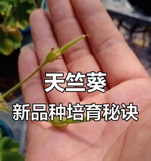 如何判断天竺葵种子是否成熟？