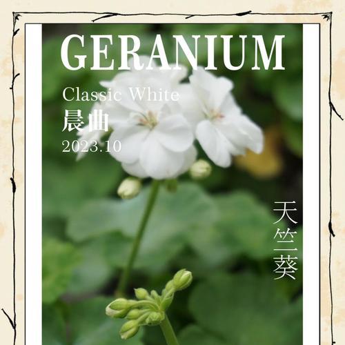 如何判断天竺葵种子是否成熟？