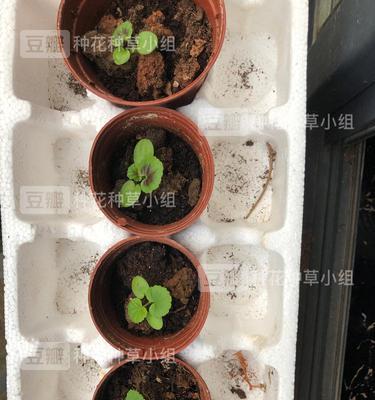 如何判断天竺葵种子是否成熟？
