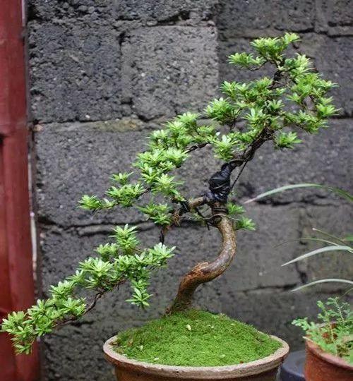 平盘盆景的制作步骤是什么？