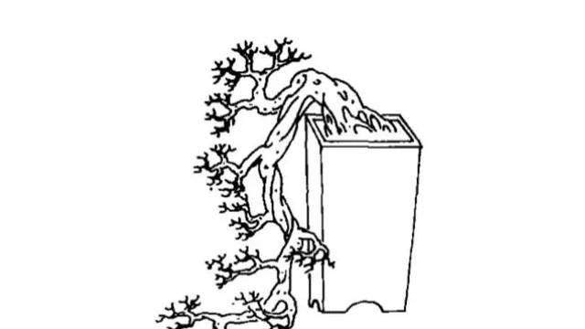 平盘盆景的制作步骤是什么？