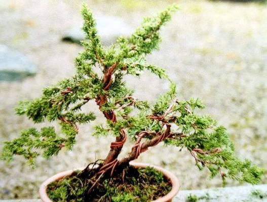 新手盆景拆线的正确步骤是什么？