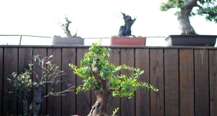 新手盆景拆线的正确步骤是什么？