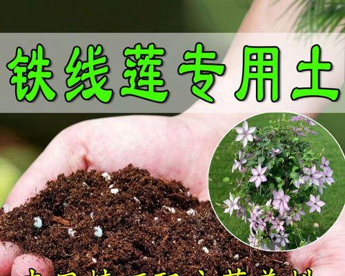 铁线莲怎么施肥才能爆花？施肥技巧和注意事项是什么？