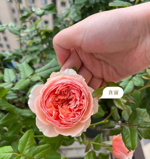 大铁桶种植月季的方法是什么？有哪些注意事项？