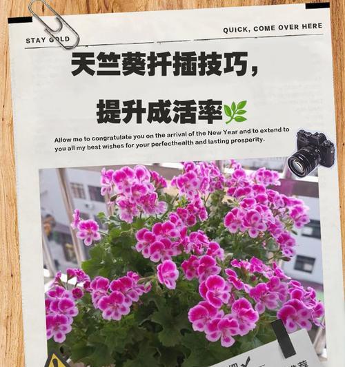 如何将天竺葵苗养得更大？