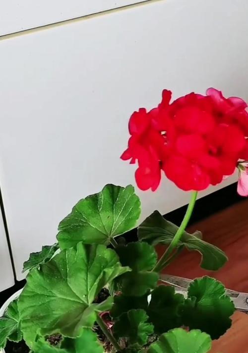 如何将天竺葵苗养得更大？