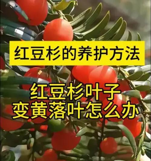 盆栽浇水施肥的方法是什么？如何确保植物健康成长？