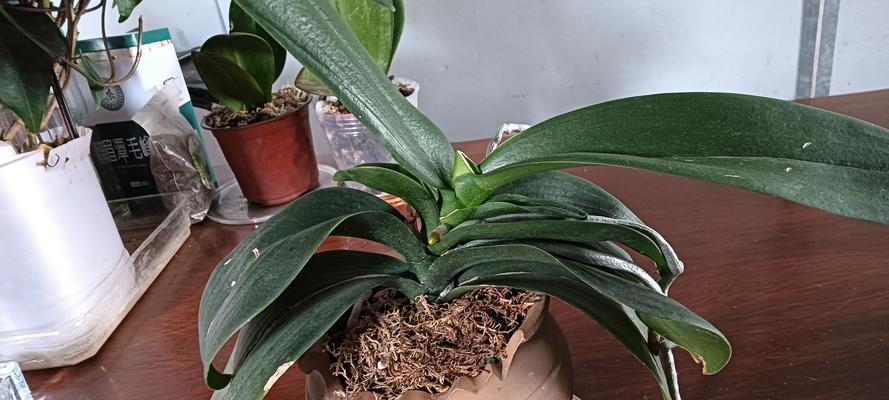 盆栽浇水施肥的方法是什么？如何确保植物健康成长？