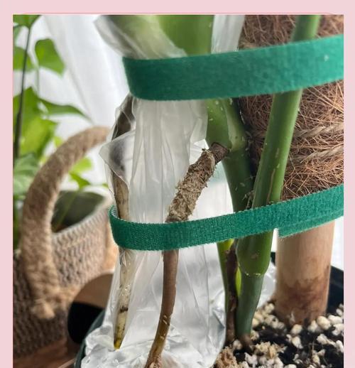 球根植物水苔的养护和管理方法是什么？如何确保球根植物健康成长？