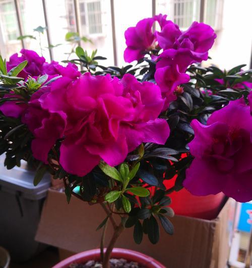 没有阳光的阳台适合种植哪些花卉？