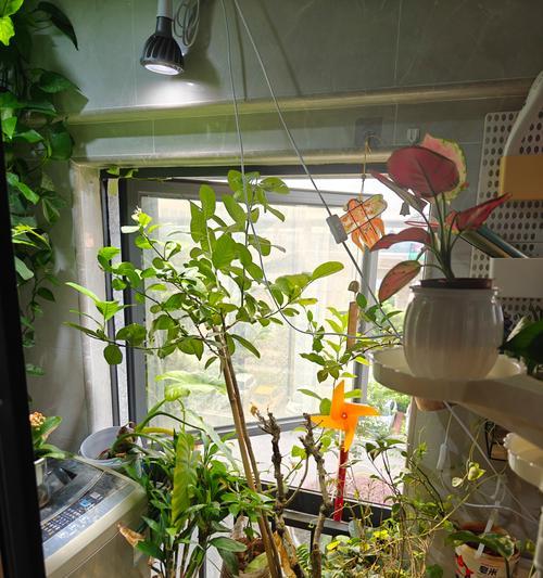 没有阳光的阳台适合种植哪些花卉？