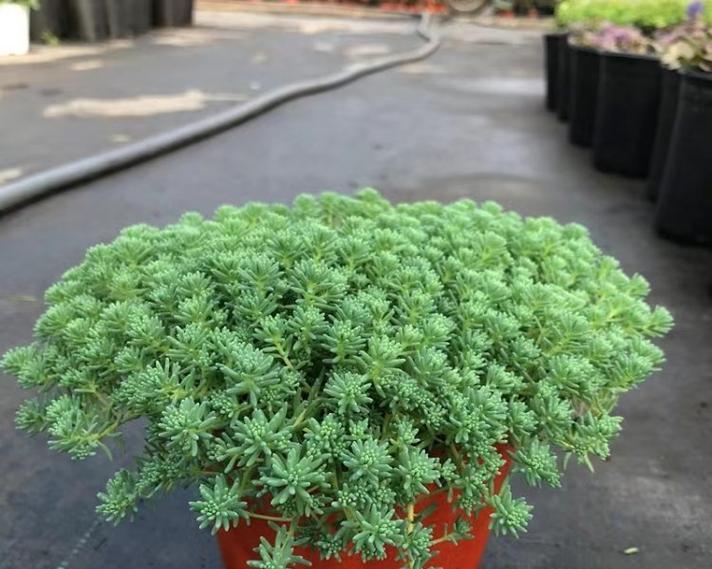 没有阳光的阳台适合种植哪些花卉？