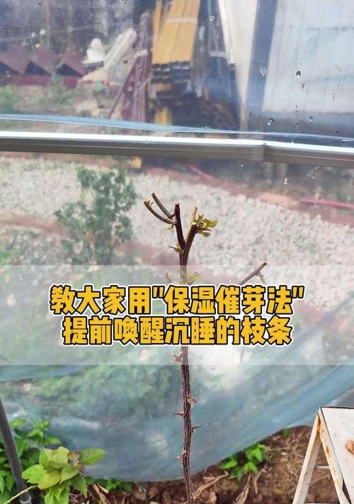 三角梅枝条秋季修剪技巧有哪些？如何正确修剪？
