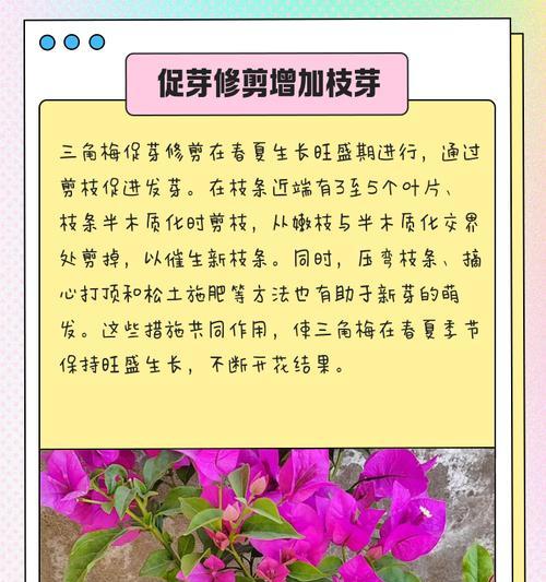 三角梅枝条秋季修剪技巧有哪些？如何正确修剪？