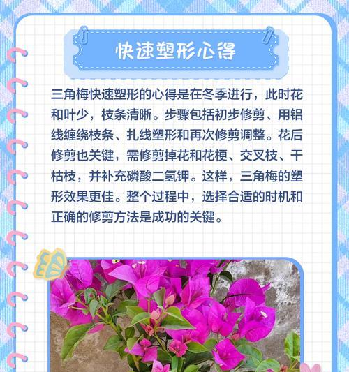 三角梅枝条秋季修剪技巧有哪些？如何正确修剪？