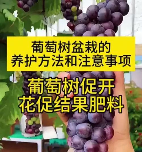 树形葡萄树盆景的养护技巧有哪些？