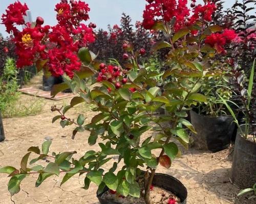 阳台木本植物小盆栽养护技巧是什么？