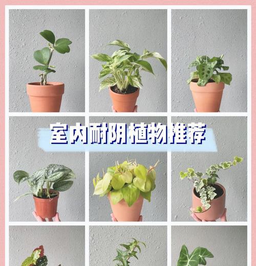 阳台木本植物小盆栽养护技巧是什么？