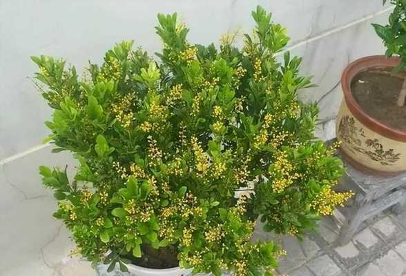 阳台木本植物小盆栽养护技巧是什么？