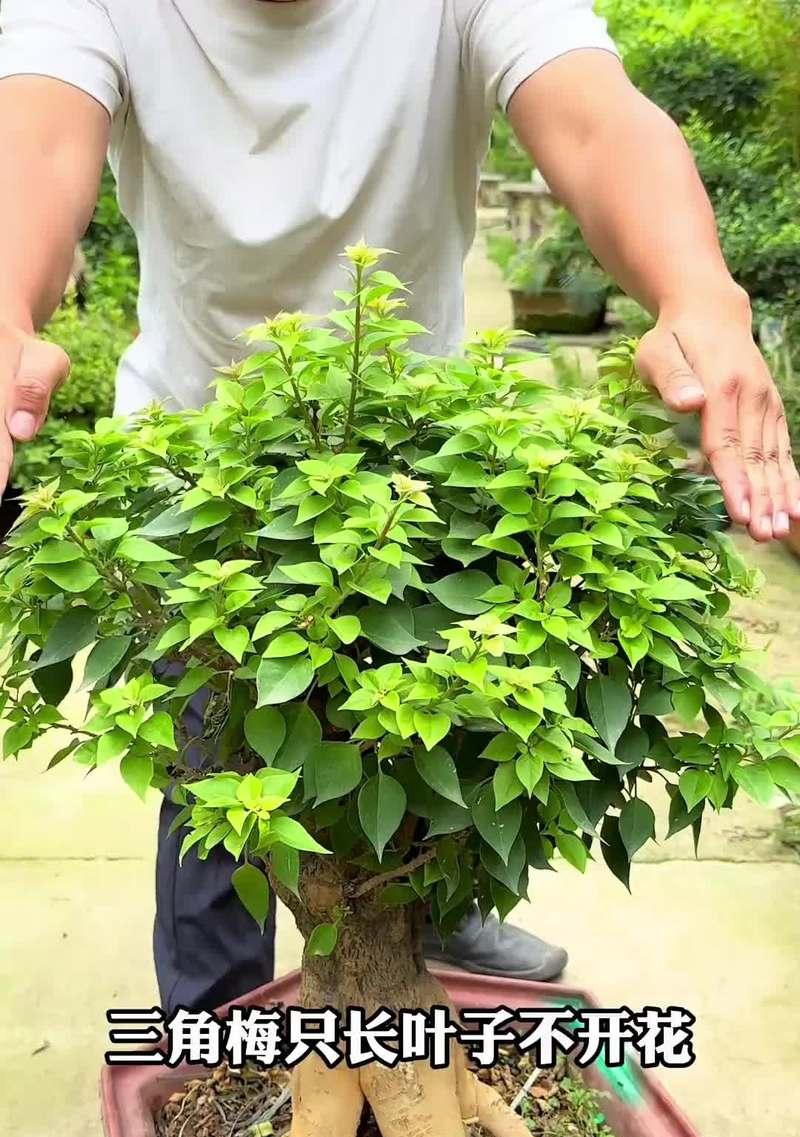 同安红三角梅的花期控制技巧有哪些？