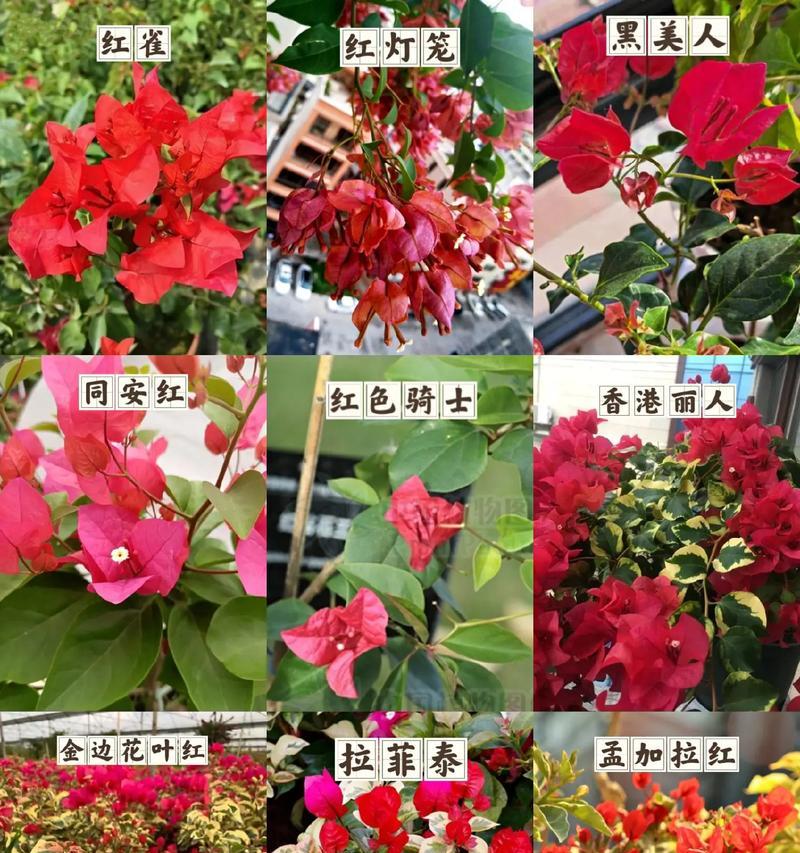 同安红三角梅的花期控制技巧有哪些？