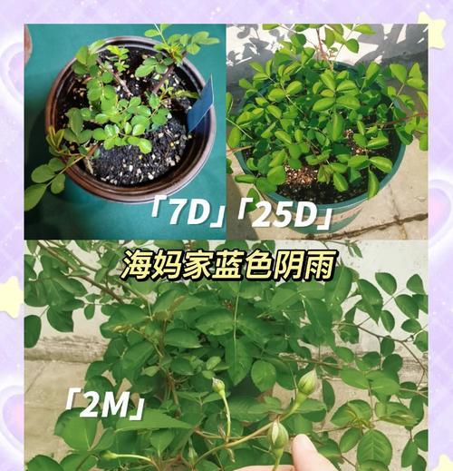 月季存活环境怎么描述？什么样的条件最适合月季生长？