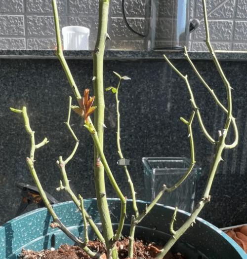 月季苗发侧芽的修剪方法是什么？