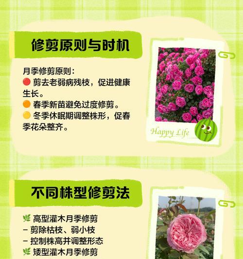 月季苗发侧芽的修剪方法是什么？