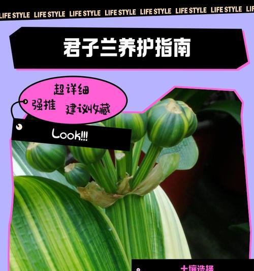 无虫君子兰土壤的选择与处理？