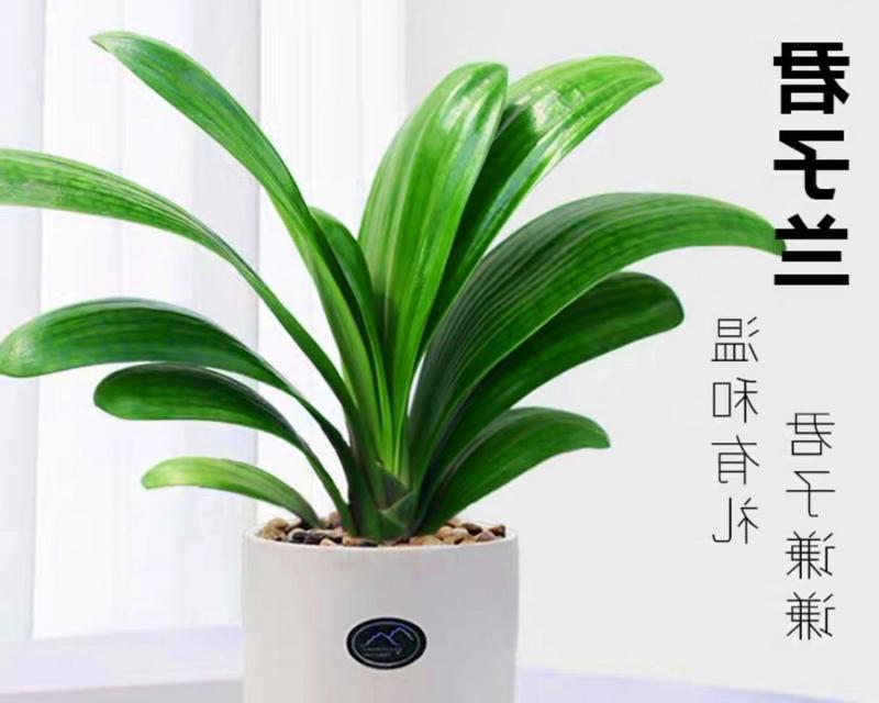 无虫君子兰土壤的选择与处理？