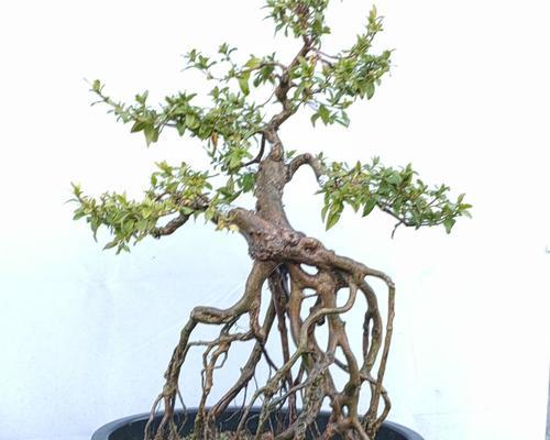 小陈杜鹃盆景养护方法？让盆景更繁茂！