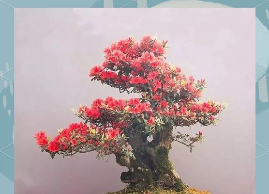 小陈杜鹃盆景养护方法？让盆景更繁茂！