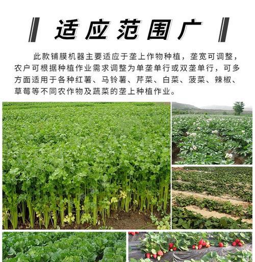 洋芋滴灌浇水的正确步骤和注意事项是什么？