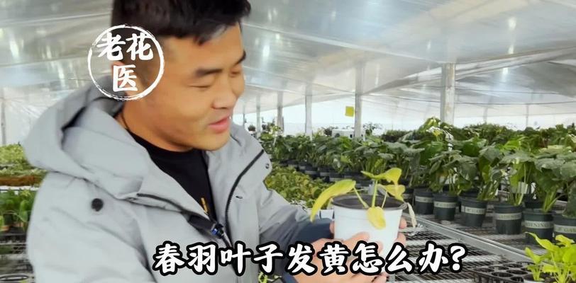 春羽叶子发黄的修剪方法是什么？