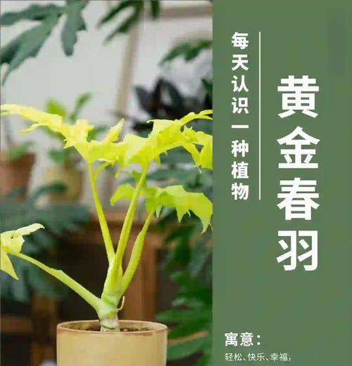 春羽叶子发黄的修剪方法是什么？