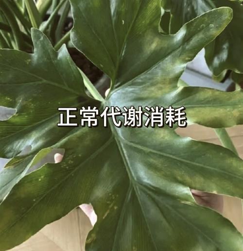 春羽叶子发黄的修剪方法是什么？