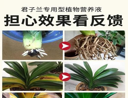 君子兰立叶如何定型？有哪些方法可以尝试？